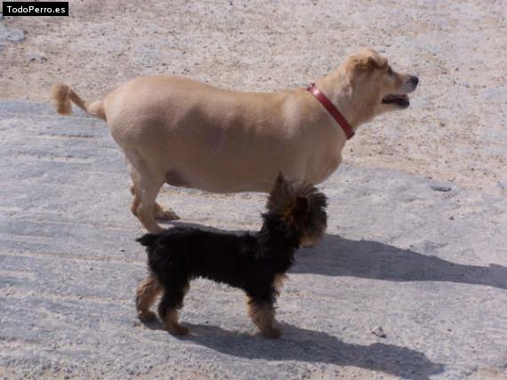 La foto del perro