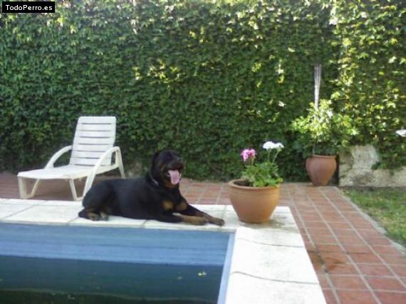 La foto del perro