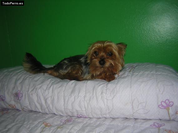 La foto del perro