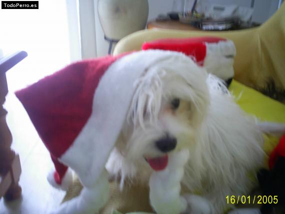 La foto del perro