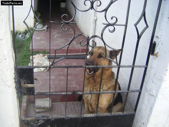 La foto del perro