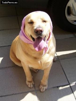 La foto del perro