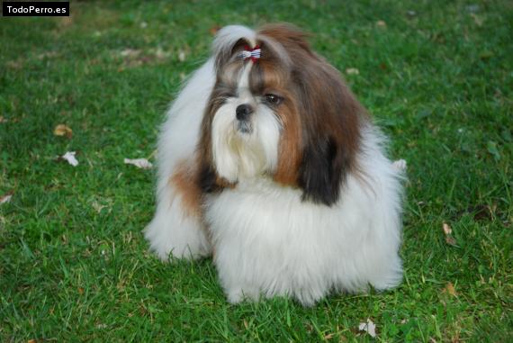 La foto del perro