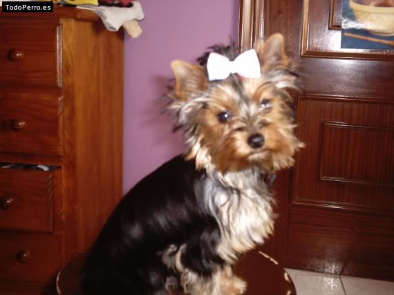 La foto del perro