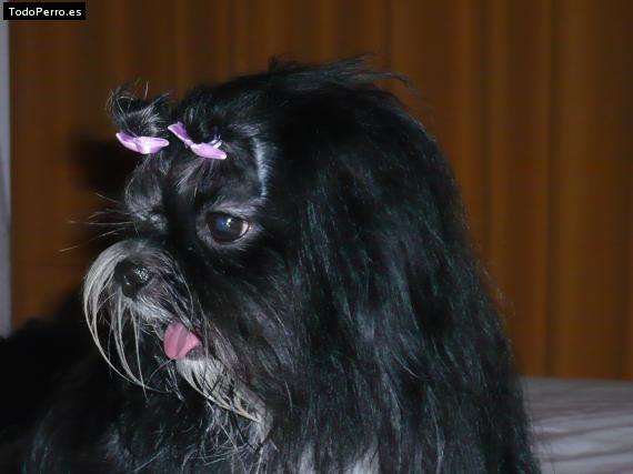 La foto del perro