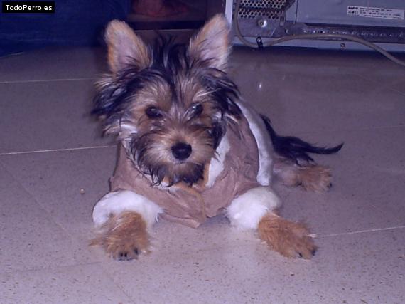 La foto del perro