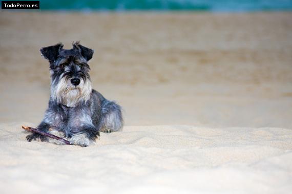 La foto del perro