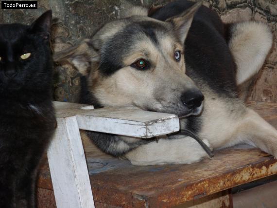La foto del perro