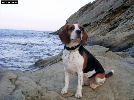 La foto del perro