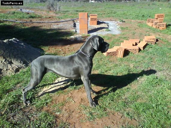 Foto del perro Cala