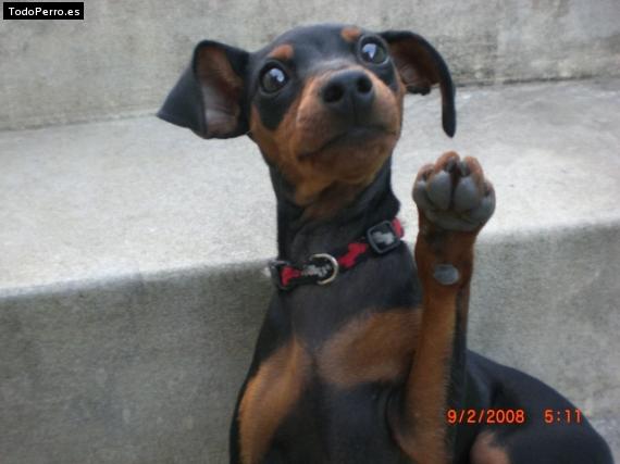 La foto del perro