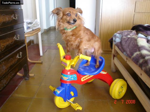 La foto del perro