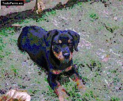 La foto del perro