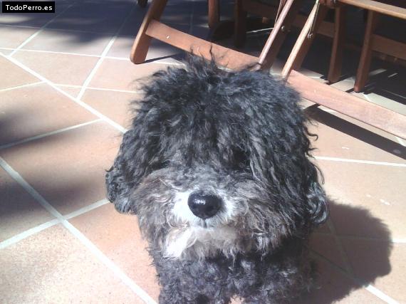 La foto del perro