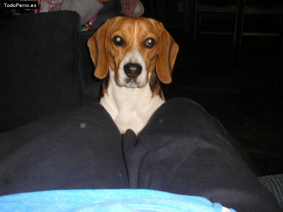La foto del perro