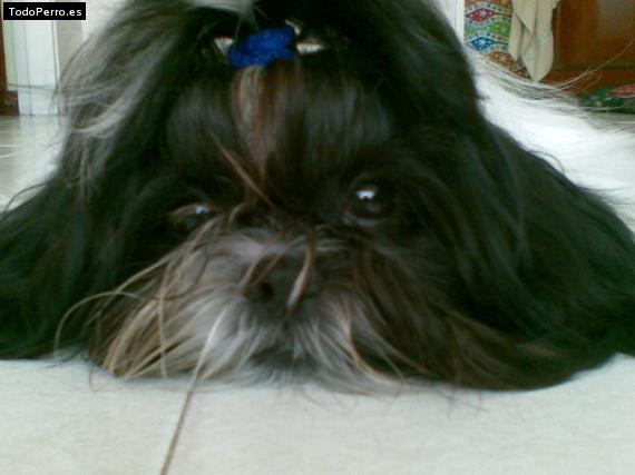 La foto del perro