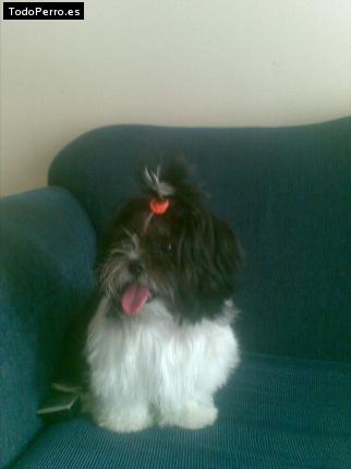 La foto del perro