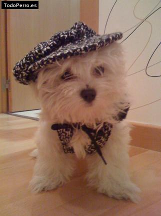 La foto del perro