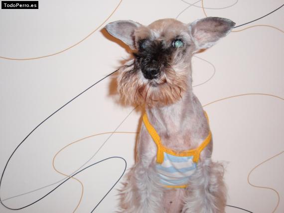 La foto del perro