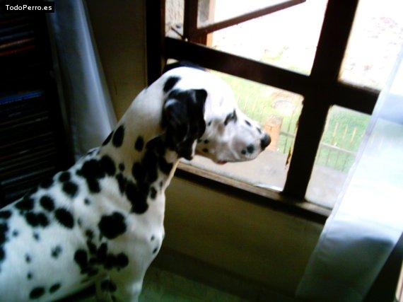 La foto del perro