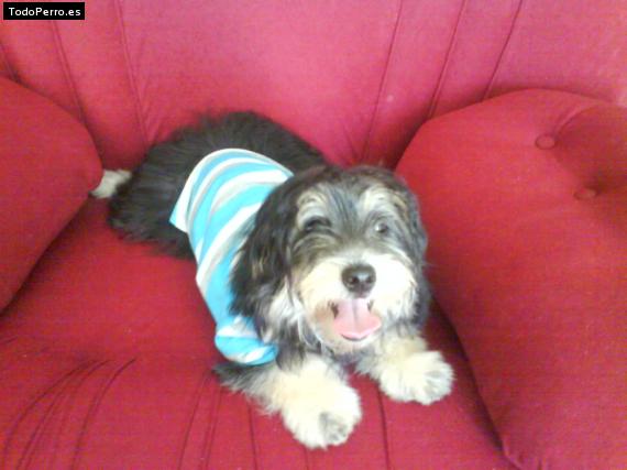 La foto del perro