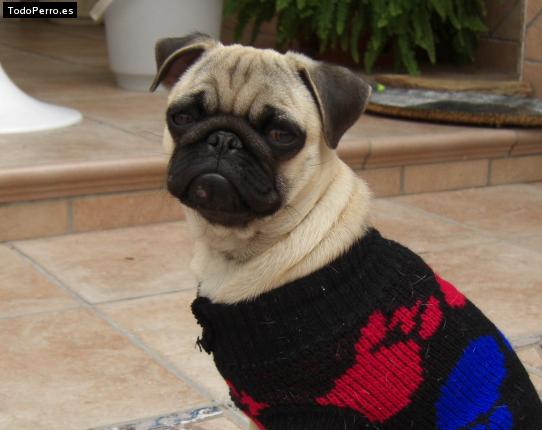 La foto del perro