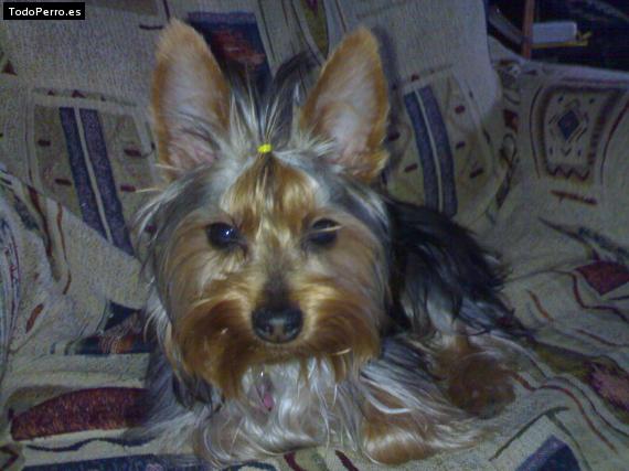 La foto del perro
