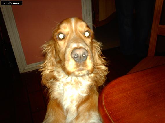 La foto del perro