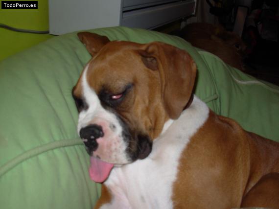 La foto del perro