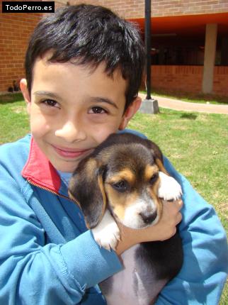 La foto del perro