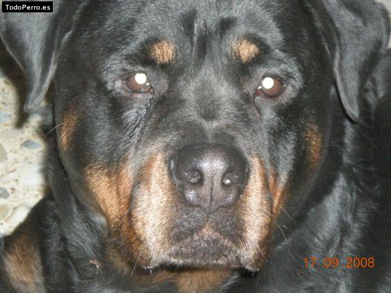 La foto del perro