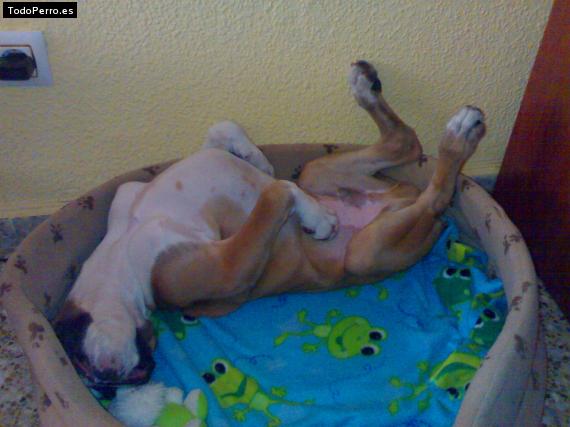La foto del perro