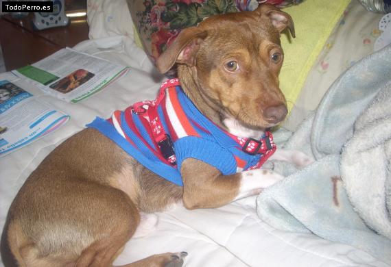 La foto del perro