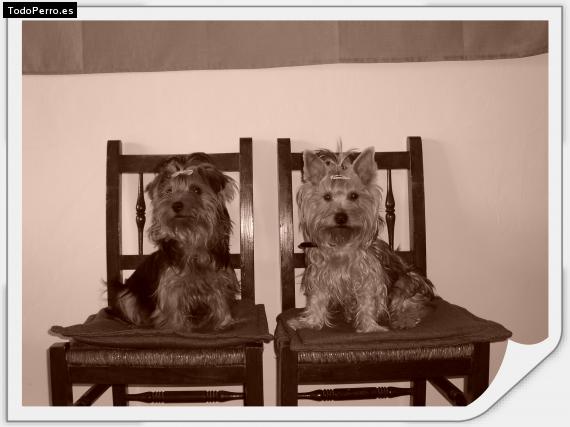 La foto del perro