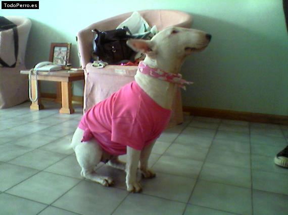La foto del perro