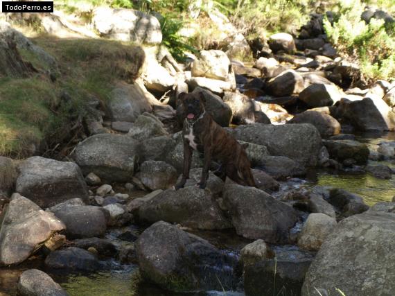 La foto del perro