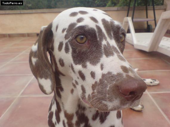 La foto del perro