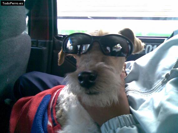 La foto del perro
