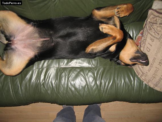 La foto del perro