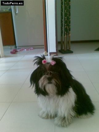 La foto del perro