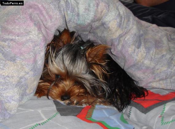 La foto del perro