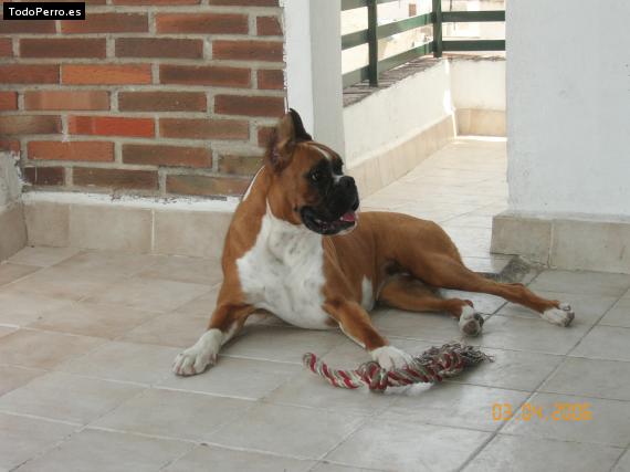 La foto del perro