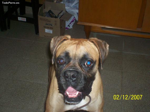La foto del perro