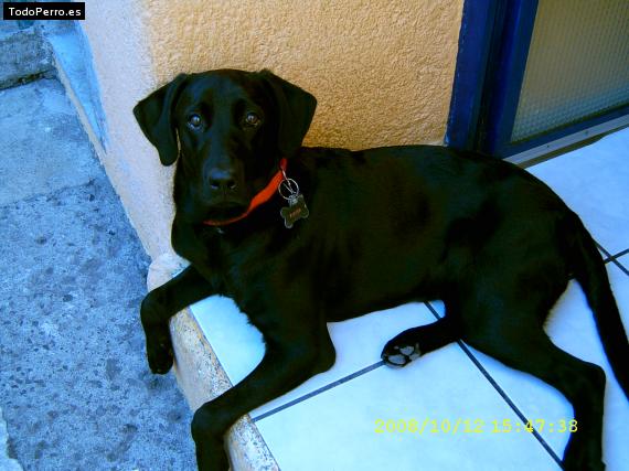 La foto del perro