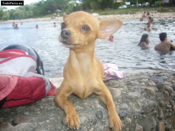 La foto del perro