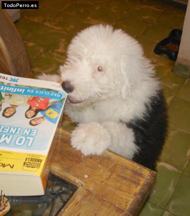 La foto del perro