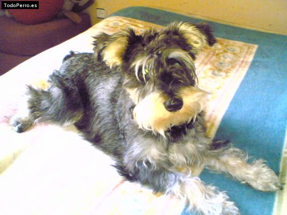 La foto del perro