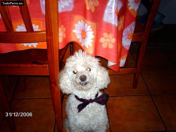 La foto del perro