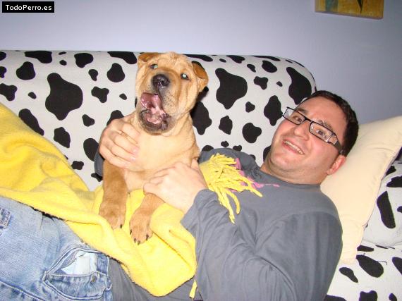 La foto del perro