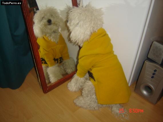 La foto del perro